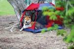 Outward Hound Pet Tent - Large ~ Perfect for Camping