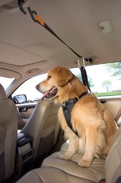 Kurgo Auto Zip Line w/ Dog Harness MEDIUM 25 - 50 lbs. Pet Car Safety