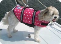 Paws Aboard Nautical, Pink or Blue Polka Dot Designer Dog Safety Life Jacket Vest Preserver XX-Small