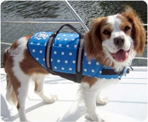 Paws Aboard Nautical, Pink or Blue Polka Dot Designer Dog Safety Life Jacket Vest Preserver X-Small