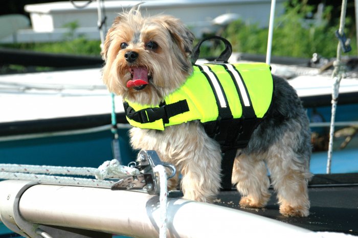 Paws Aboard Neon Yellow Safety Life Jacket Vest Dog Preserver X-Small