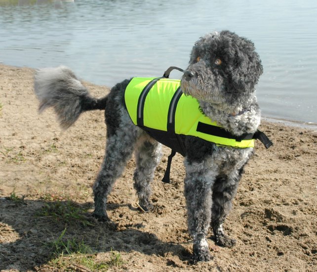 SOLD OUT Paws Aboard Neon Yellow Dog Safety Life Jacket Vest Preserver Large