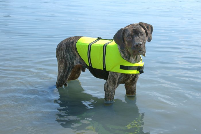 SOLD OUT Paws Aboard Neon Yellow Dog Safety Life Jacket Vest Preserver X-Large