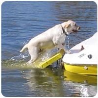 Paws Aboard Doggy Boat Ladder Dog Steps Ramp