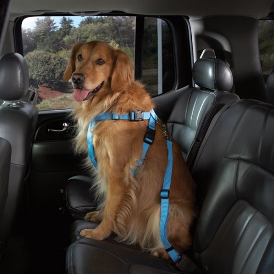 Cruising Companion Auto Car Safety Dog Harness X-Small 7"-16" Blue, Black, Pink
