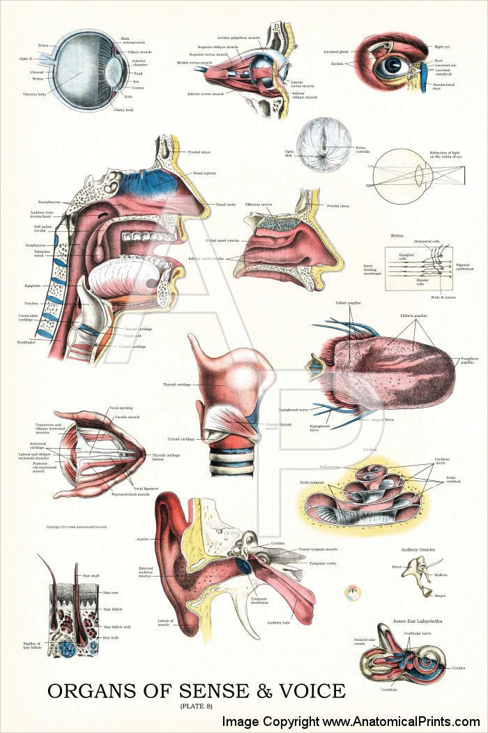 Eye Anatomical Chart