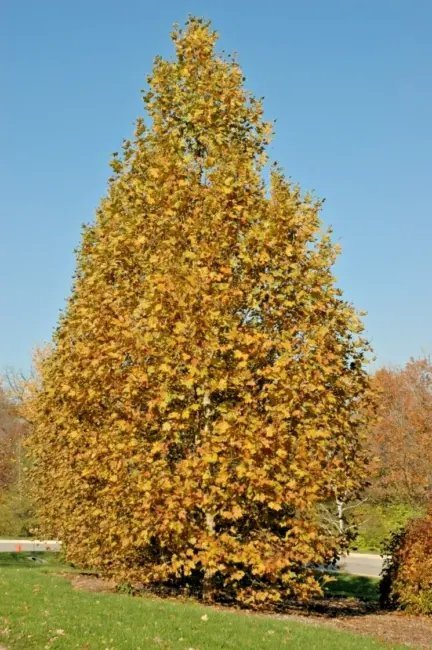 Morton Circle London Planetree Seeds Platanus Acerifolia