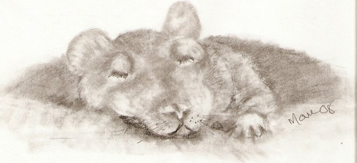 Hooded Rat ACEO Print
