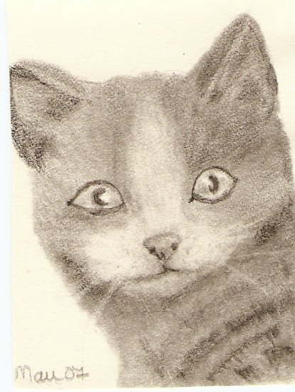 Domestic Shorthair, Gray Cat ACEO print signed & numbered