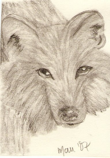 Timber Wolf ACEO Print signed & numbered