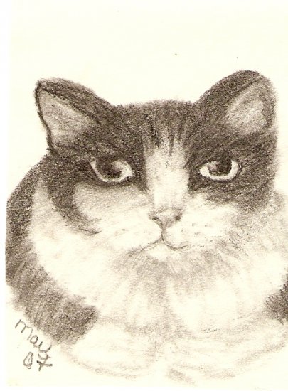 Domestic Shorthair Cat - Black & White ACEO Print