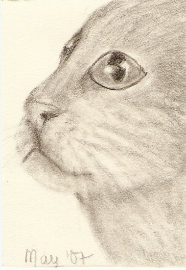 Cat, Domestic Shorthair ACEO print, signed & numbered