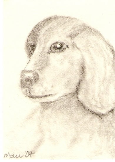 Yellow Labrador Pup ACEO print, sgined and numbered