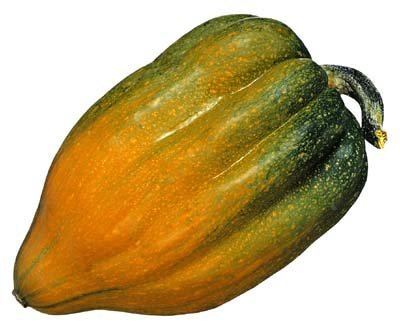 Squash Chucker button