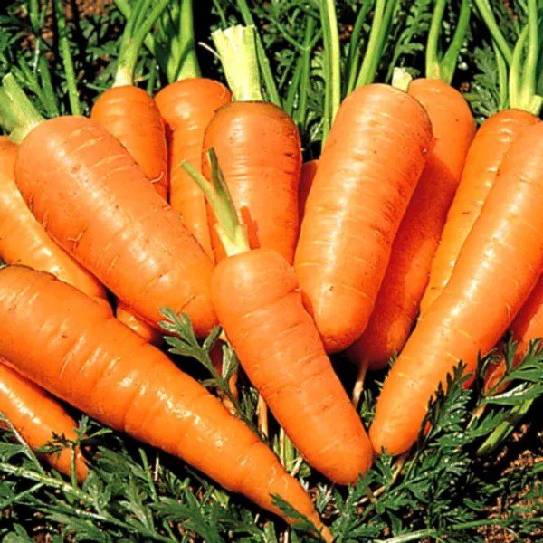 Danvers Half Long Carrots Seeds Non Gmo Heirloom Vegetable Seed