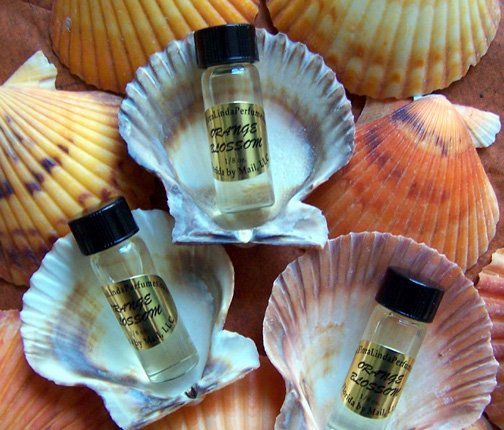 Orange Blossom Perfume Shells