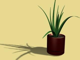Aloe 3D model