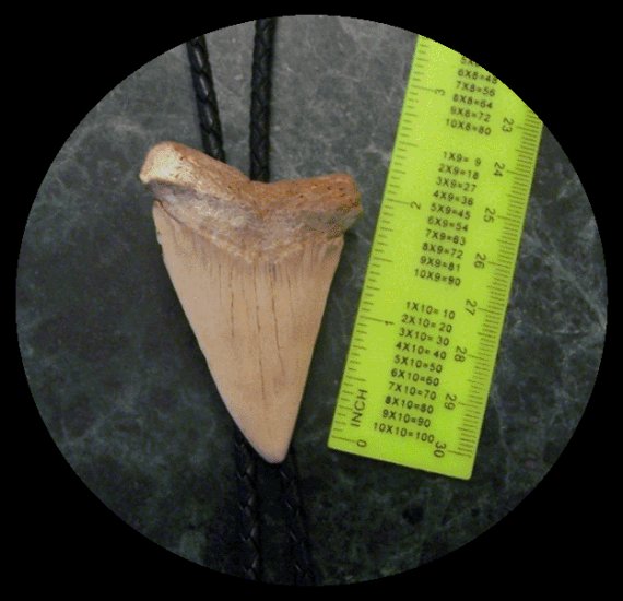 Shark Tooth Bolo Tie
