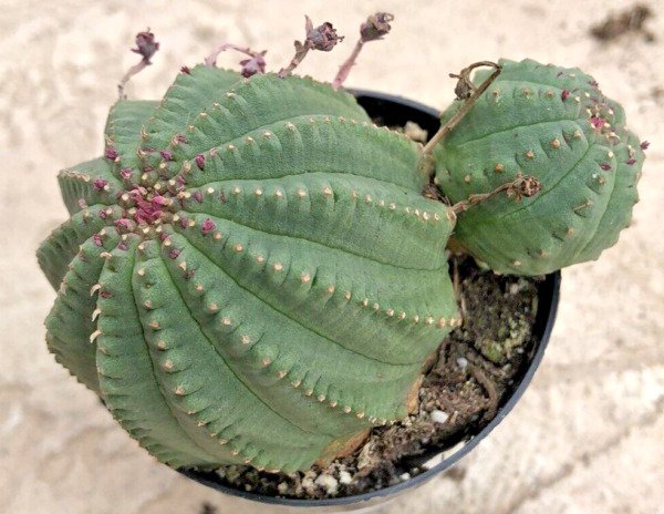 Euphorbia Obesa Baseball Basketball Plant Comes In A 2 5 Pot Fresh