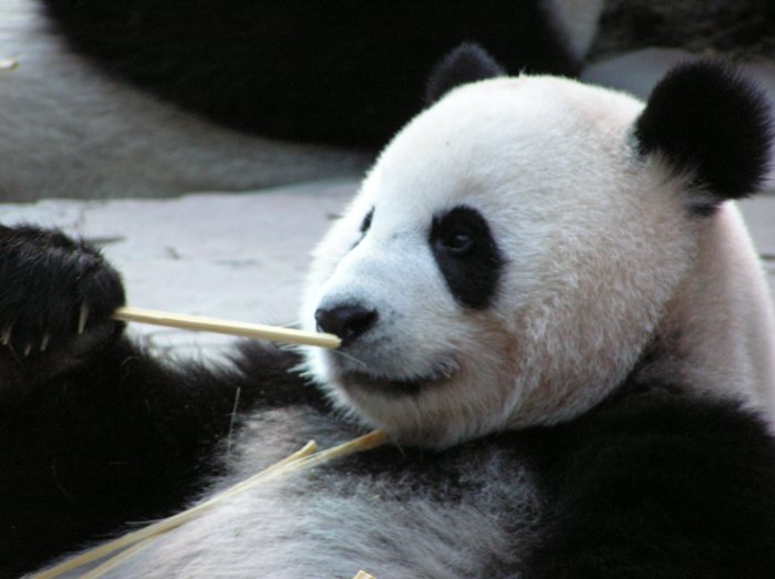 Panda doll