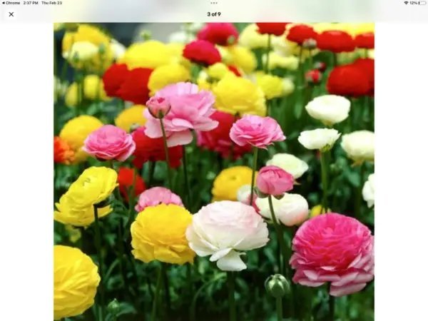 Ranunculus Persian Buttercup Seeds Pkt Of Usa Grown Fresh Garden