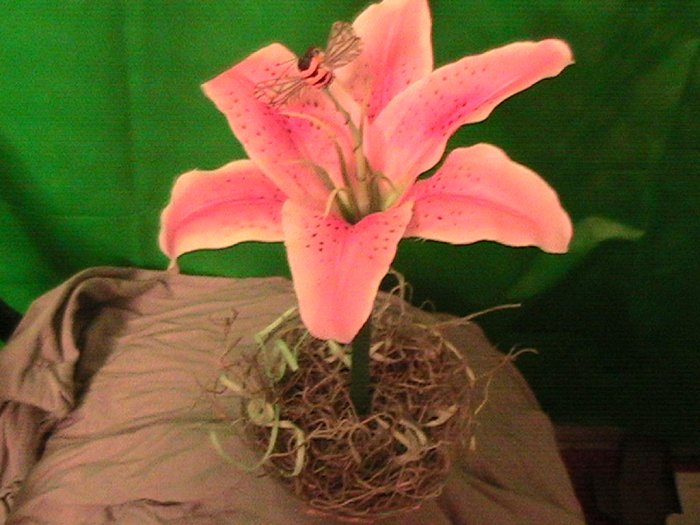 Calla Lily and a Bee