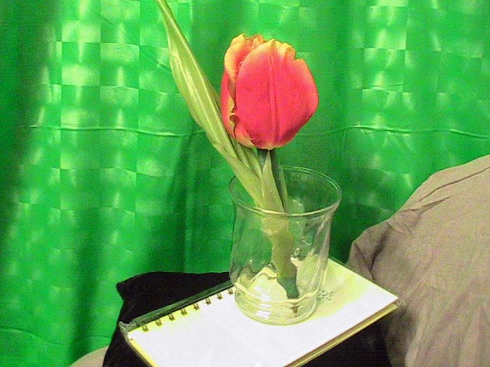 Tulip Gift Set