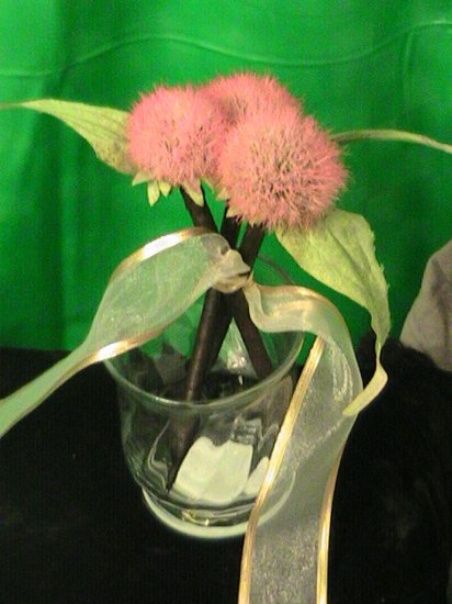 The Three Echinacea's Gift Set