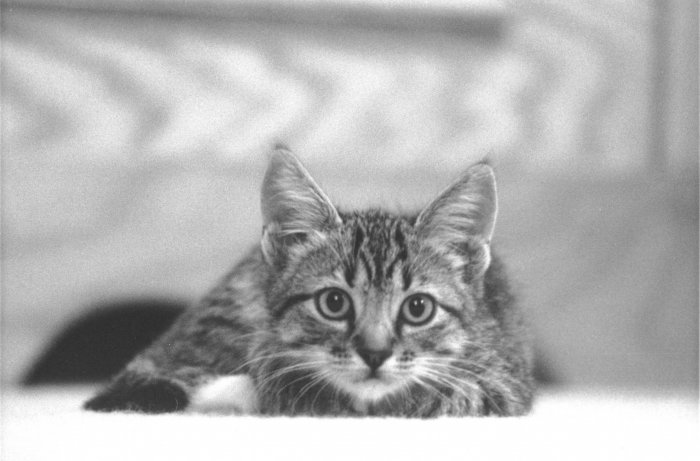 'Pouncer' 8" x 12" print