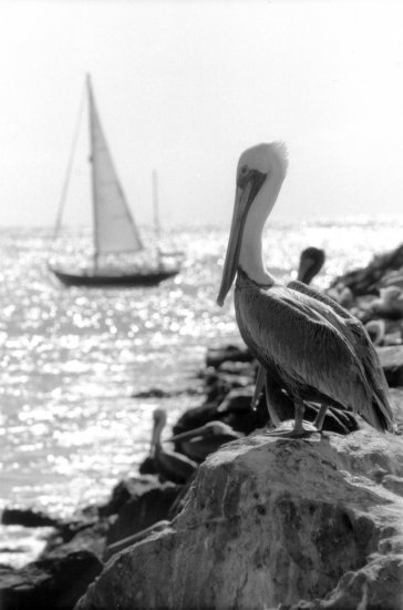 'Pelican' 8" x 12" print