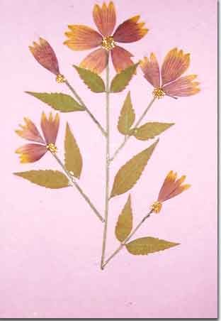 Handmade Paper Cards Set - GC22(10 Cards)