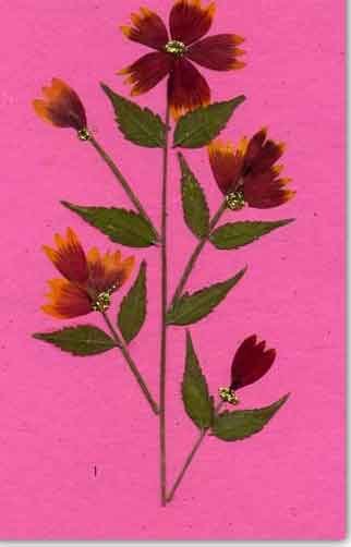Handmade Paper Cards Set - GC09 (10 cards)