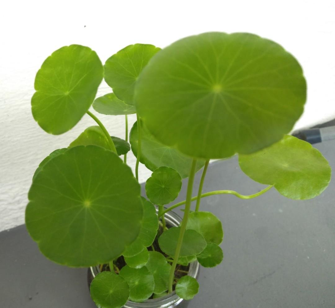 Hydrocotyle Vulgaris Aquatic Plants Money Grass Coins Grass Bonsai