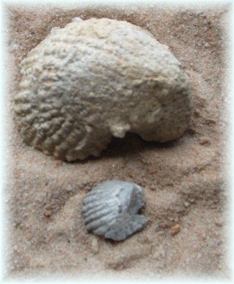 2 Exogyra Shells