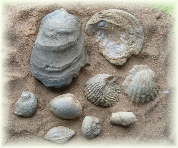 Collection of Cretaceous Fossils From Alabama