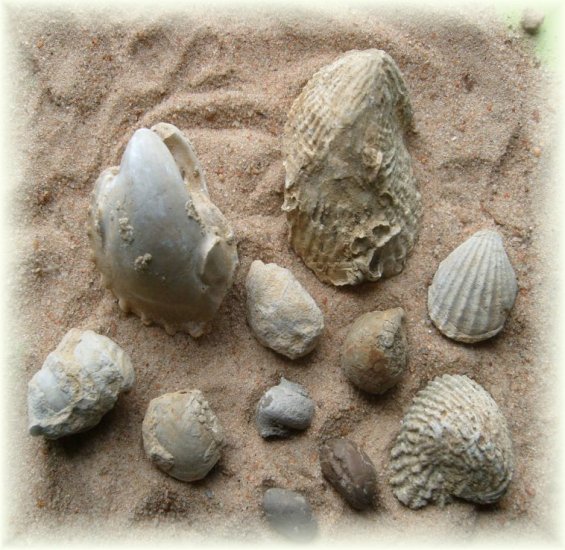 Collection of Eleven Cretaceous Fossils from Alabama