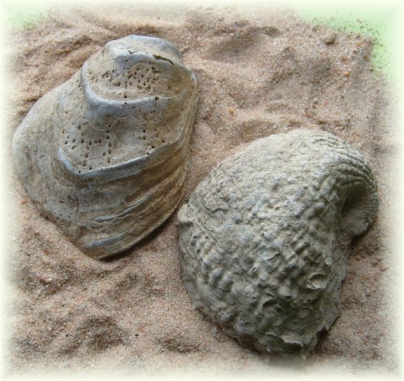 Two Cretaceous Fossils from Alabama
