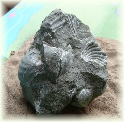 Shell Cast Statue Cretaceous Fossil from Alabama