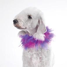 Starlet Scrunchy Doggie