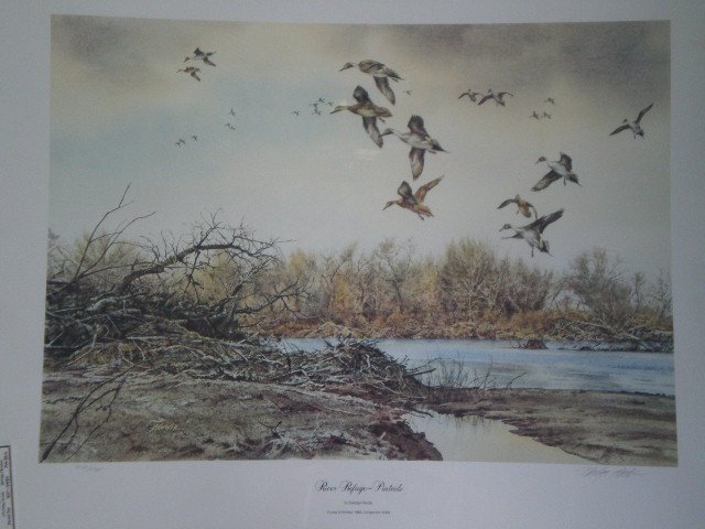 River Refuge Pintails by Eldridge Hardie