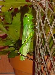 Amazingly Lifelike Grasshopper