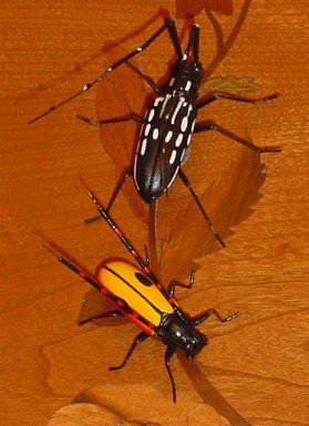 Lifelike Long Horned Beetle