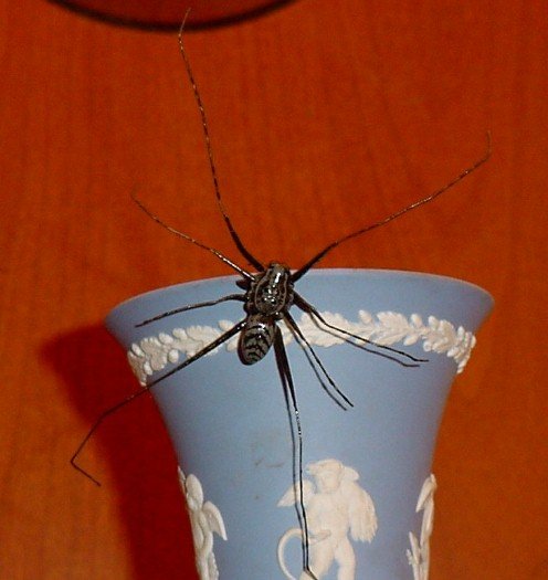 Longlegged Water Spider