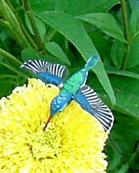 Beautiful lifelike hummingbird