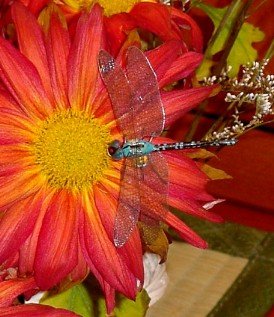 Lovely lifelike dragonfly