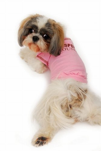 Desperate House Dog