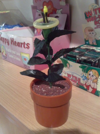 SP001 Condom Plant