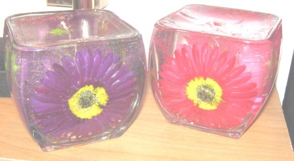 Gerber Daisy