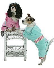 XX Small Dog Pucci Warm Up Suit - Mint