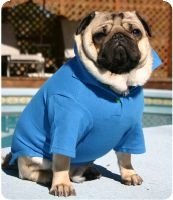 Small Dog Polo Shirt - Royal Blue